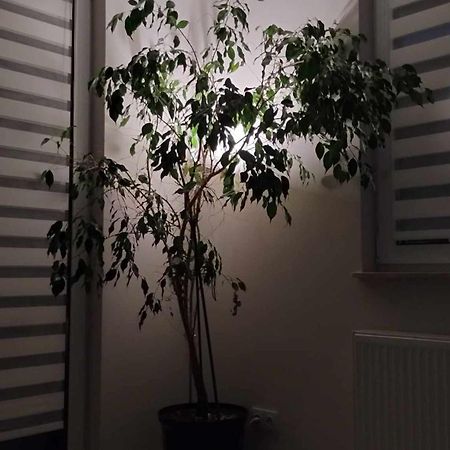 Apartament Zielone Zamienie Exteriör bild